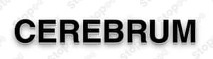 Cerebrum
