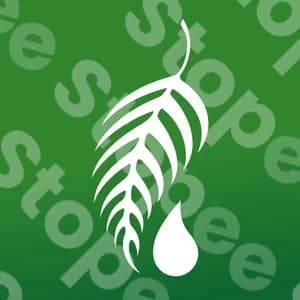 Melaleuca