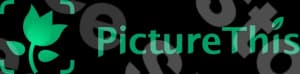 Picturethis